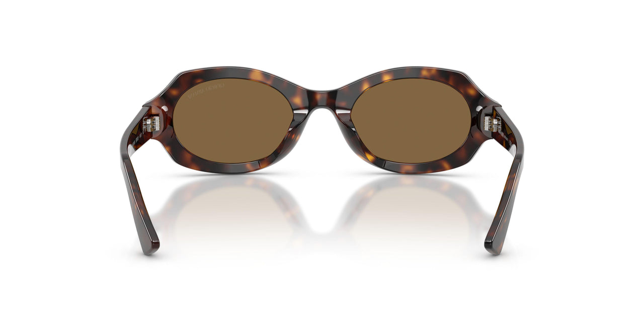 587973 - Tortoise - Brown