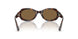 587973 - Tortoise - Brown