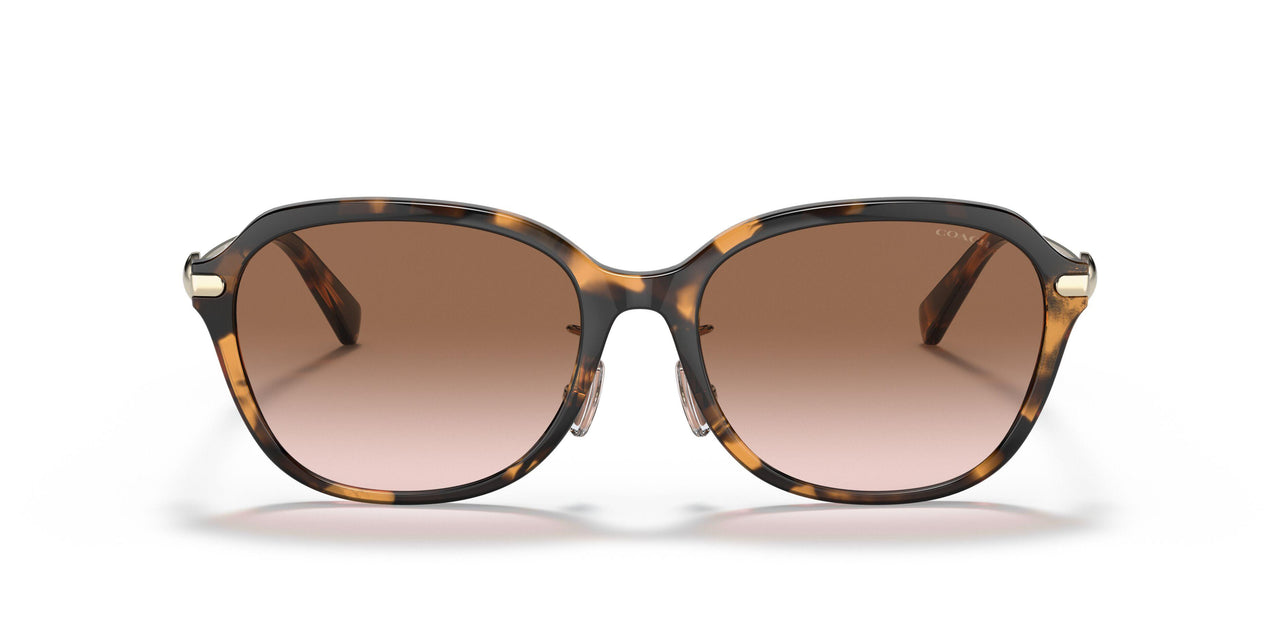 512013 - Tortoise - Brown Gradient