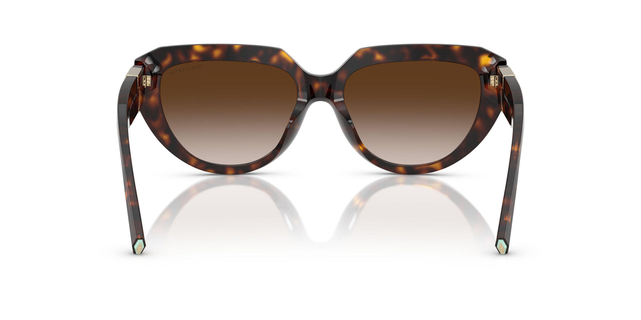 80153B - Tortoise - Brown Gradient