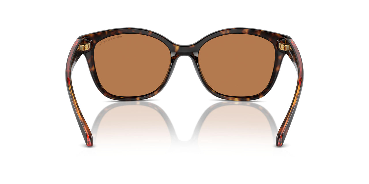828373 - Tortoise - Brown