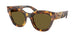 14L09Z - Tortoise - Dark Brown