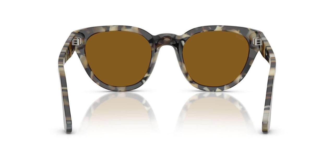 107133 - Tortoise - Brown