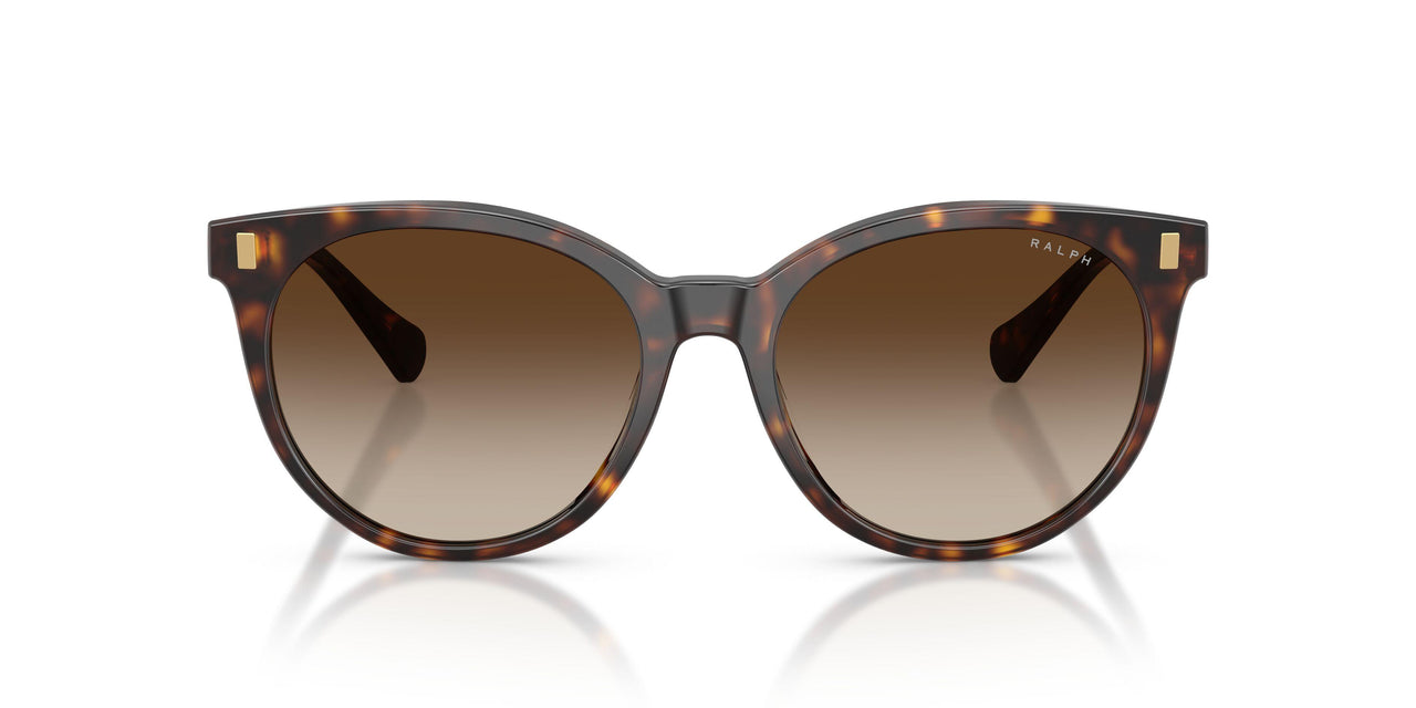 500313 - Tortoise - Brown Gradient