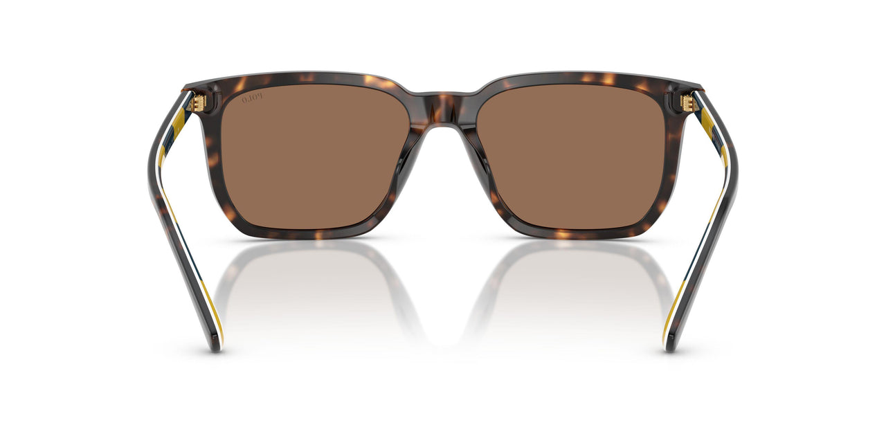 500373 - Tortoise - Dark Brown