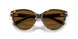 801583 - Tortoise - Dark Brown Polar