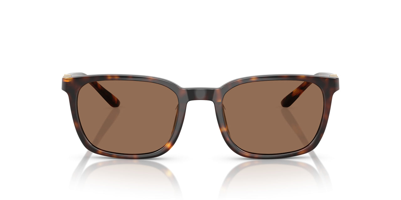 616173 - Tortoise - Dark Brown