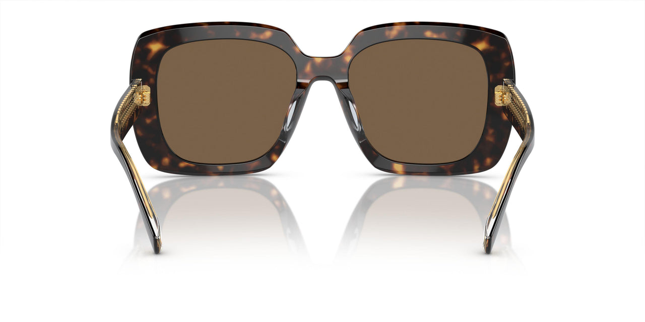 172873 - Tortoise - Dark Brown