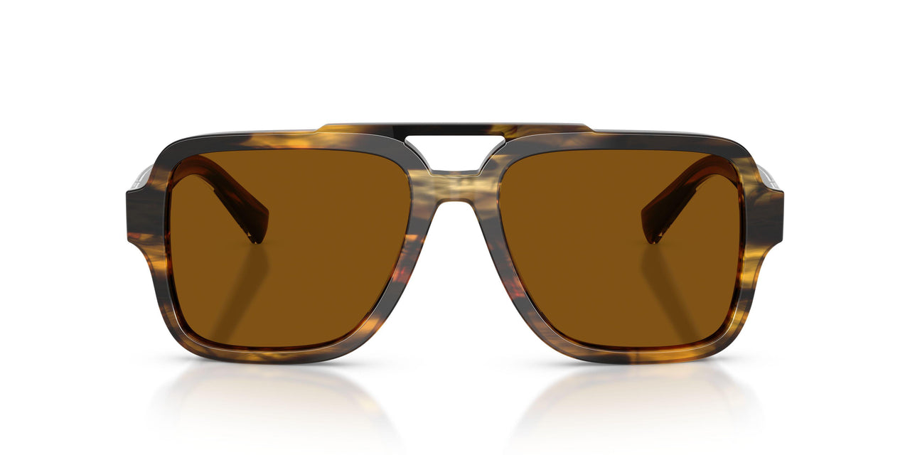 306363 - Tortoise - Brown
