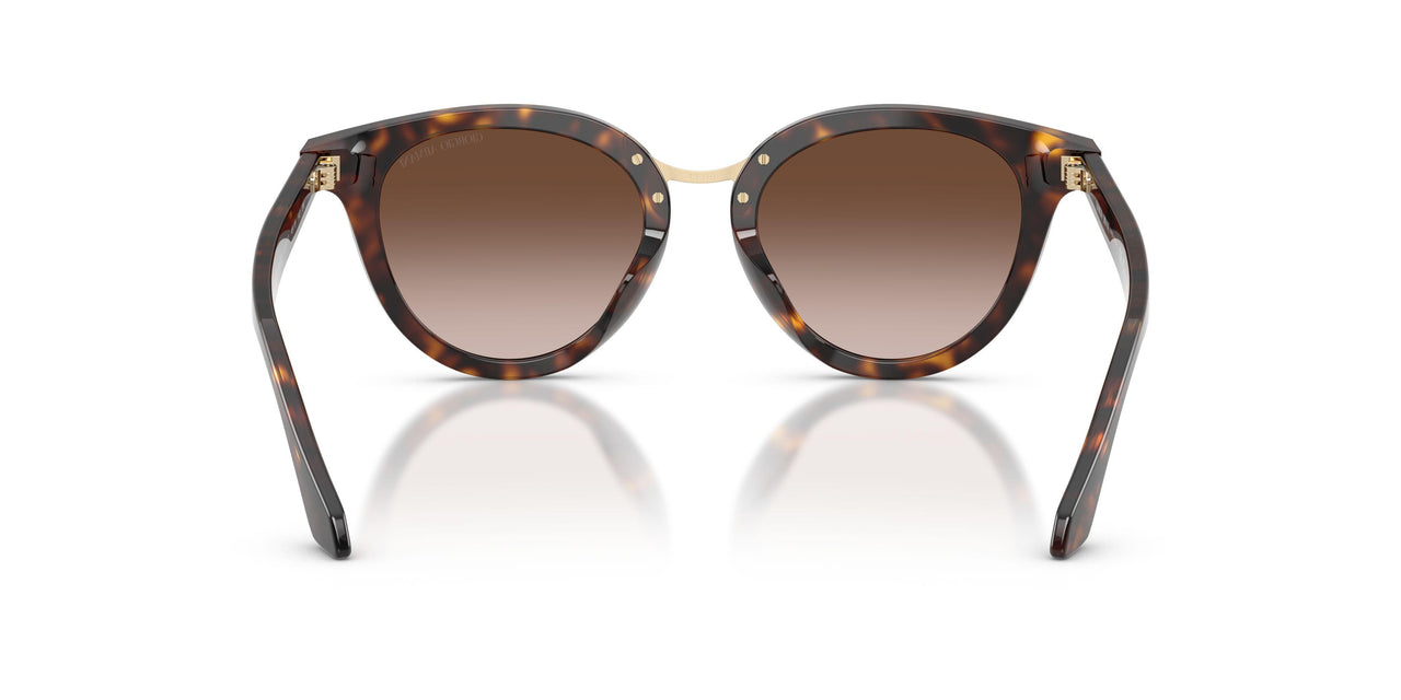 612413 - Tortoise - Brown Gradient