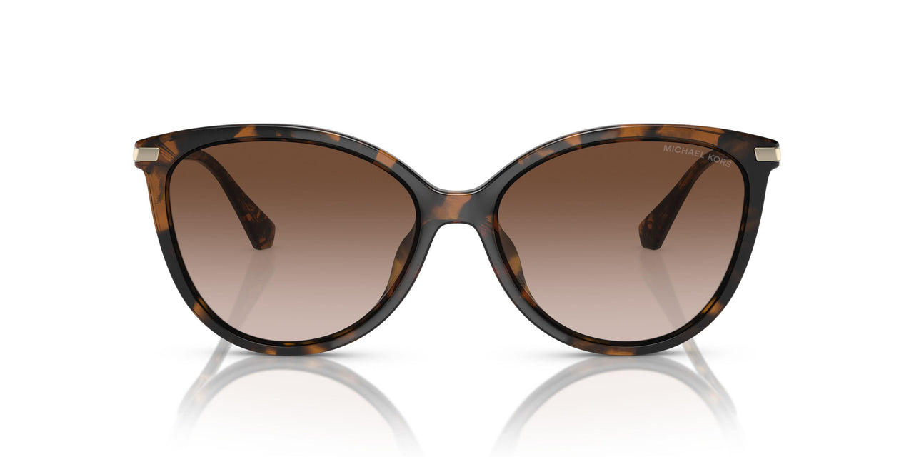 300613 - Tortoise - Brown Gradient