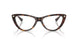 5002 - Tortoise