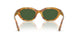 618571 - Tortoise - Dark Green