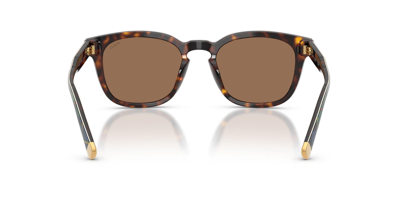562573 - Tortoise - Dark Brown
