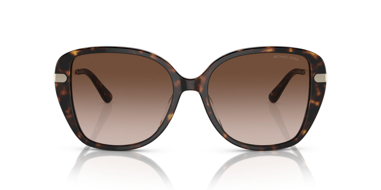 300613 - Tortoise - Brown Gradient