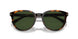 616171 - Tortoise - Solid Dark Green