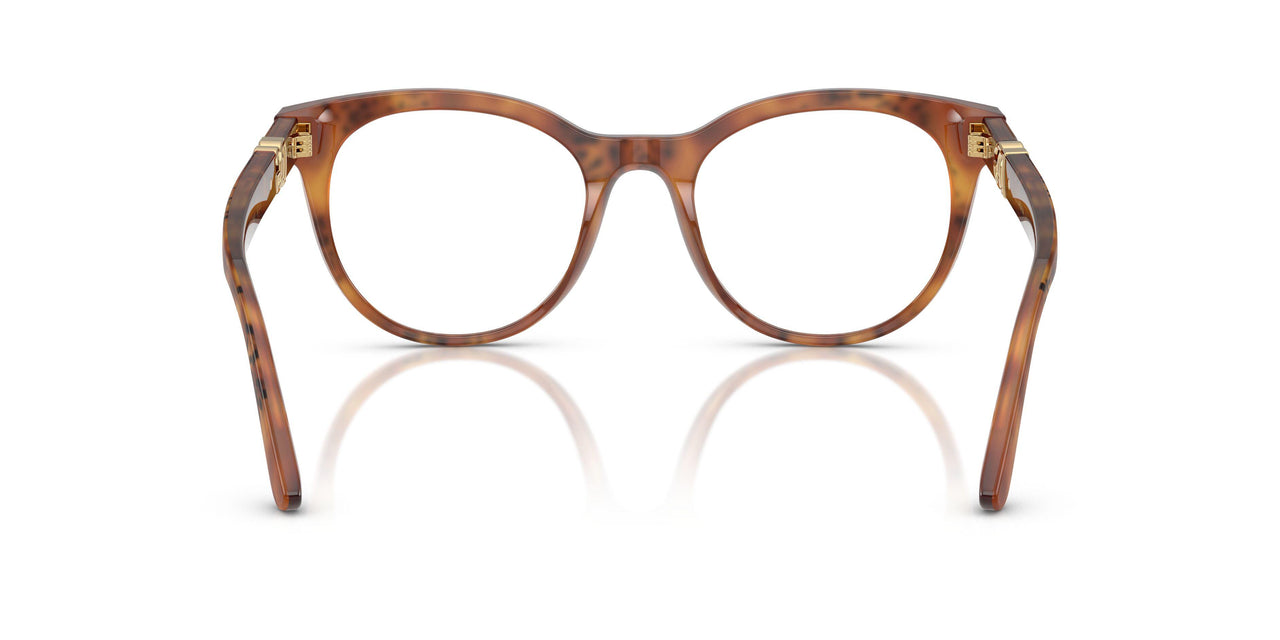 3380 - Tortoise