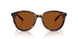 300673 - Tortoise - Brown Solid