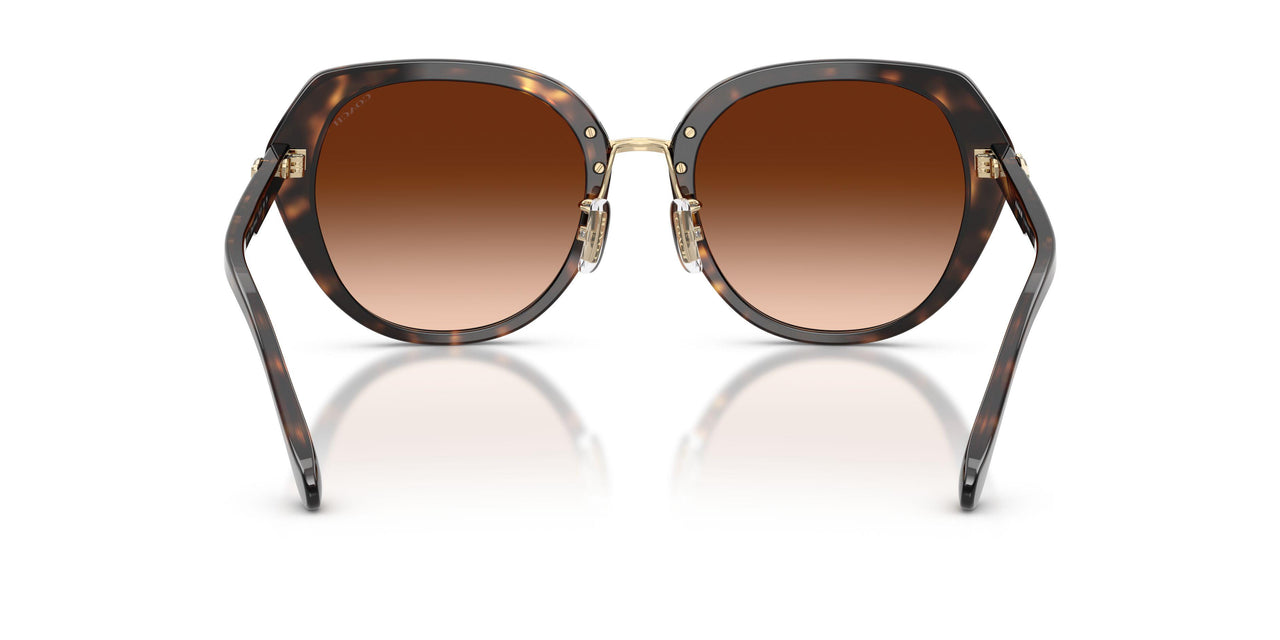 512074 - Tortoise - Brown Gradient