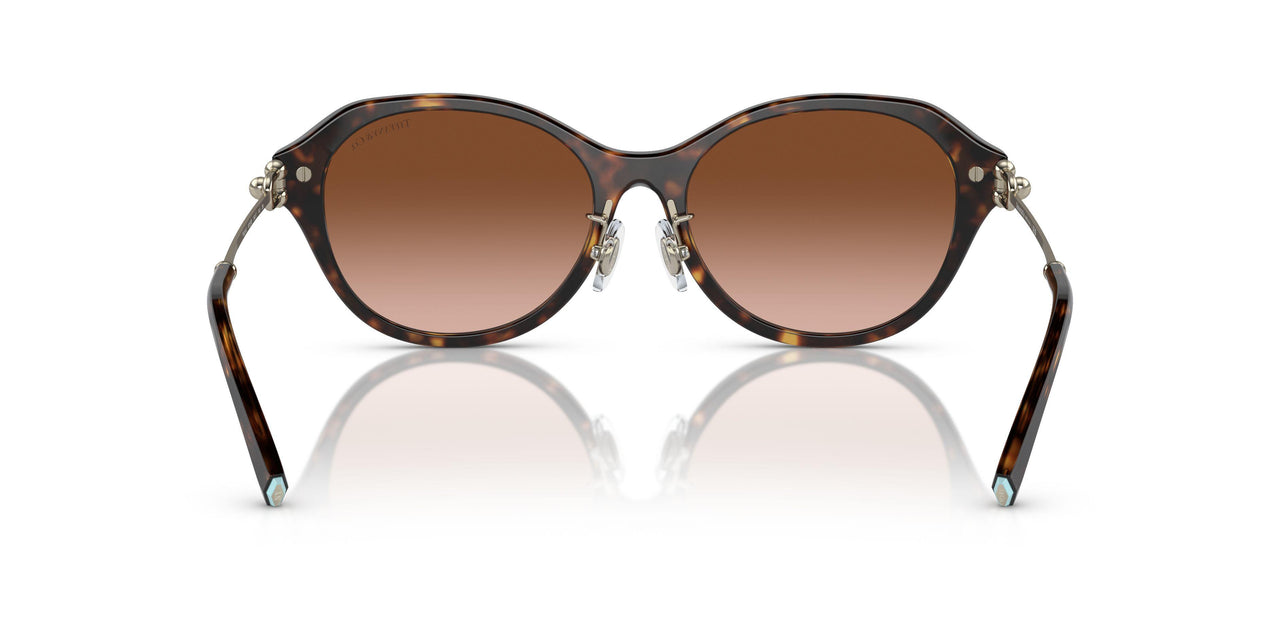 80153B - Tortoise - Brown Gradient