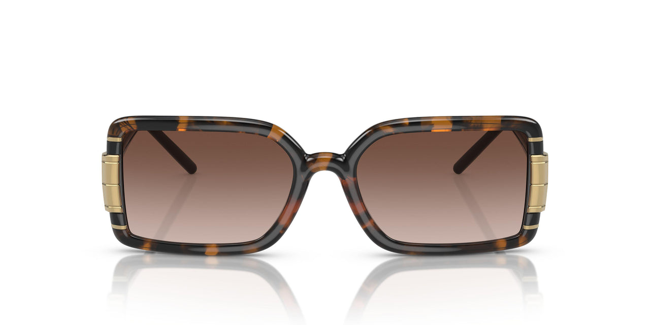 178413 - Tortoise - Gradient Brown