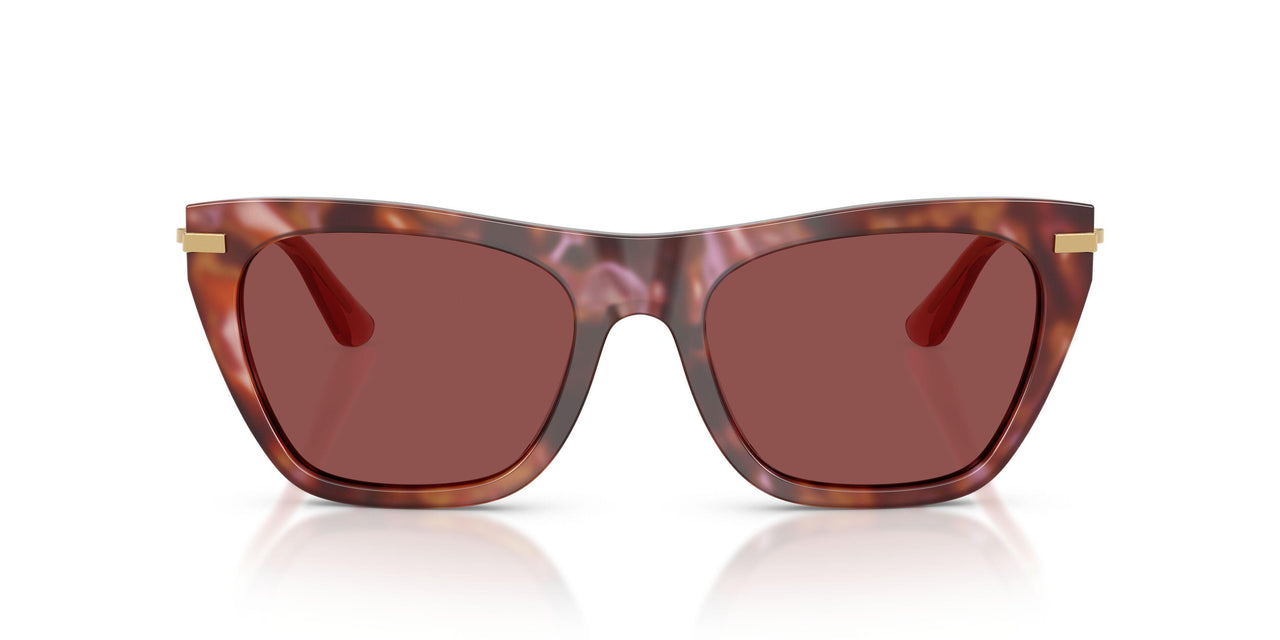 344475 - Tortoise - Dark Violet
