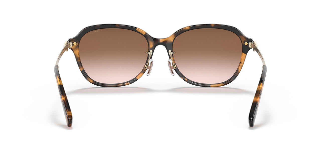 512013 - Tortoise - Brown Gradient