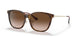 710/13 - Tortoise - Brown Gradient Dark Brown