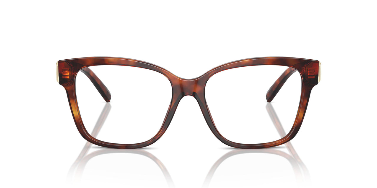 8002 - Tortoise