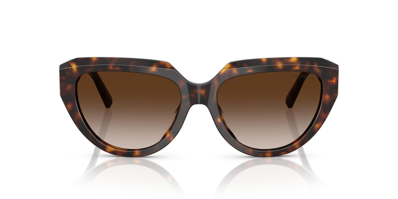 80153B - Tortoise - Brown Gradient