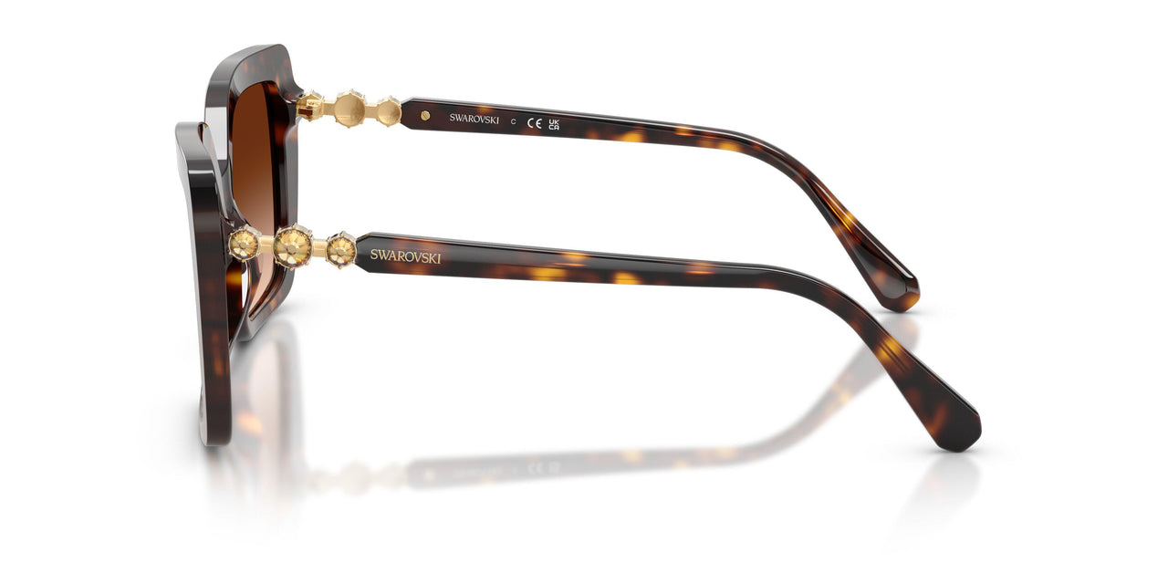 100274 - Tortoise - Brown Gradient