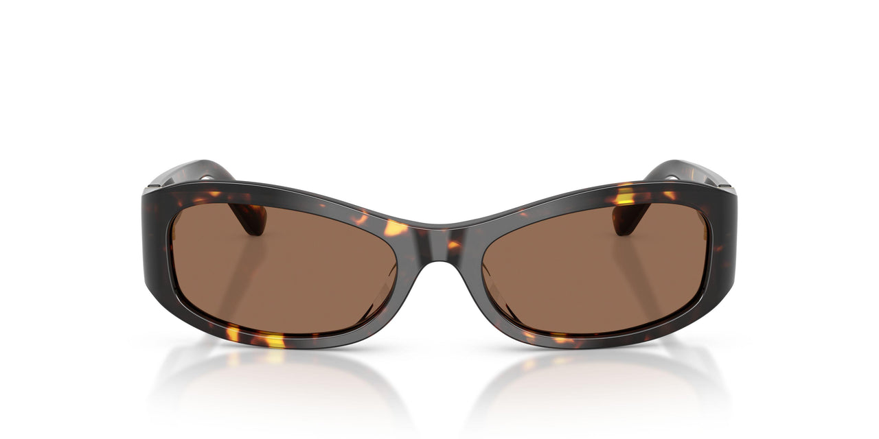 198173 - Tortoise - Brown