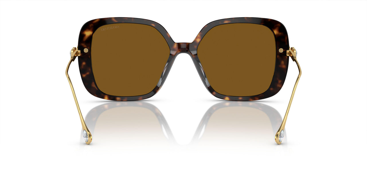 100283 - Tortoise - Polar Brown