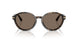 623573 - Tortoise - Brown