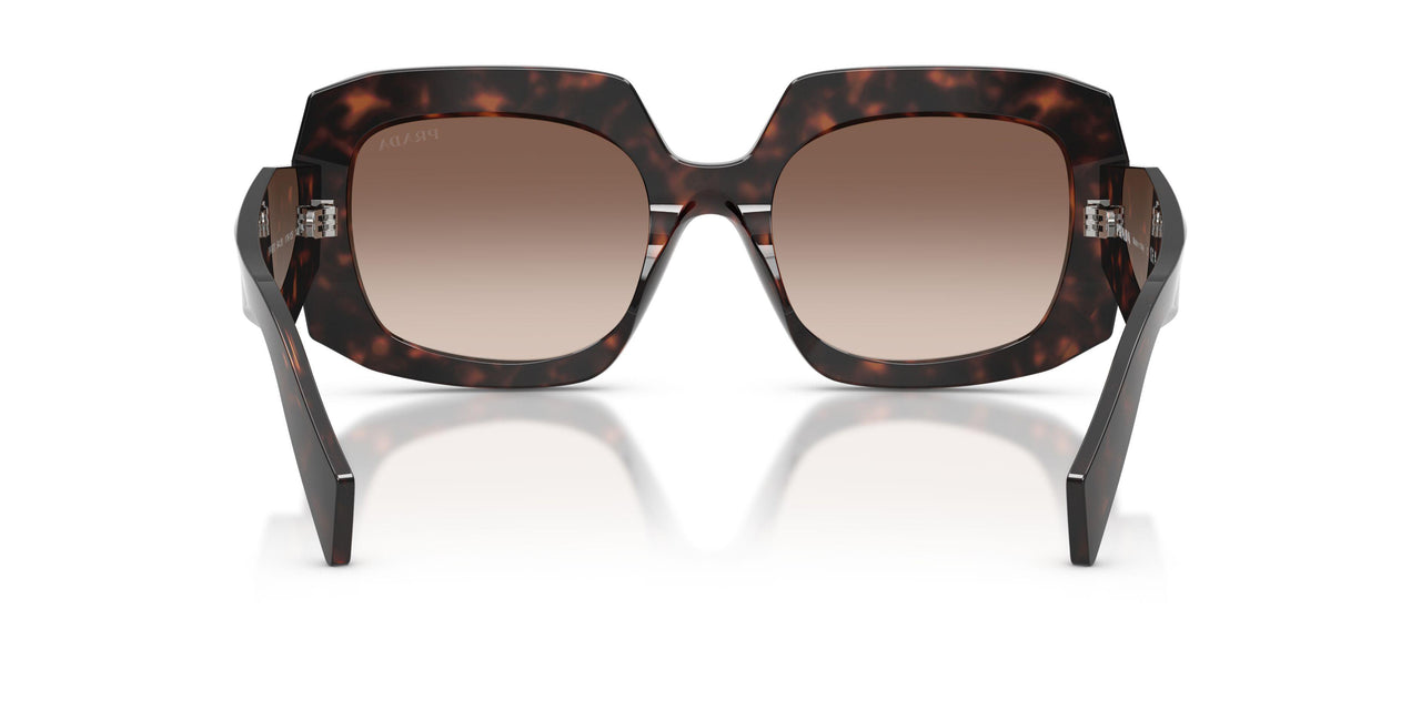 17N10S - Tortoise - Brown Gradient