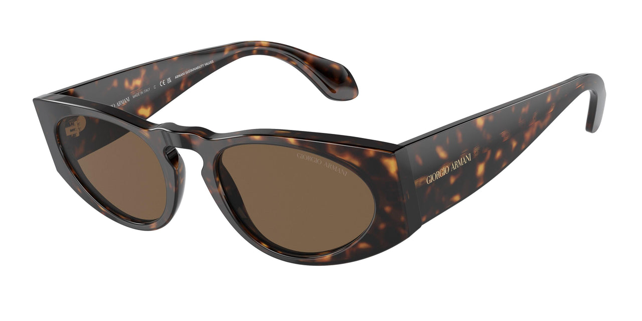 612473 - Tortoise - Dark Brown