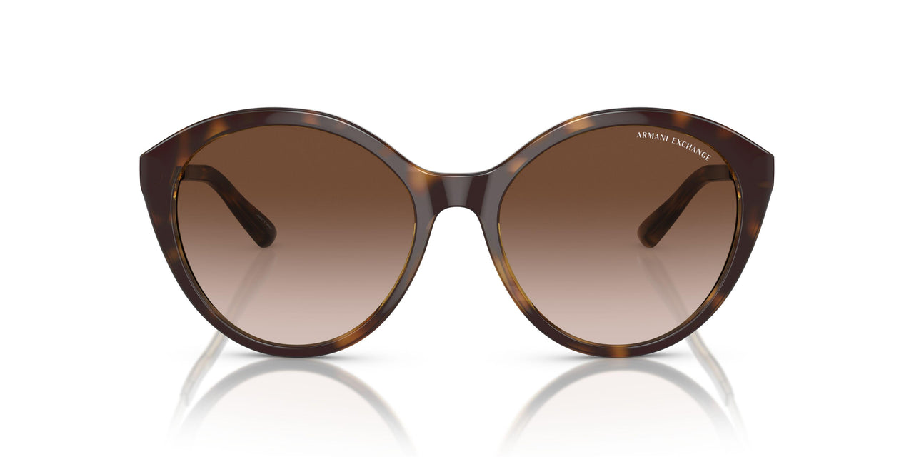 821313 - Tortoise - Gradient Brown