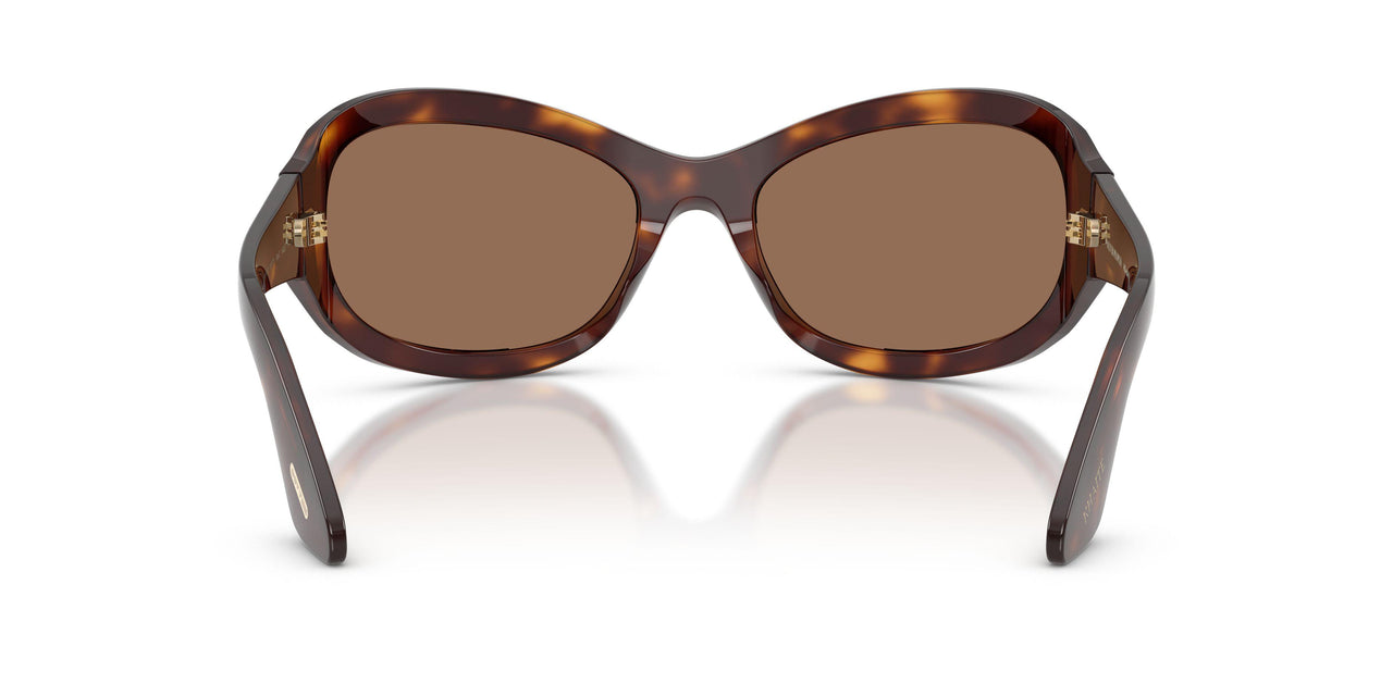 100773 - Tortoise - Brown