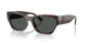 624187 - Tortoise - Grey