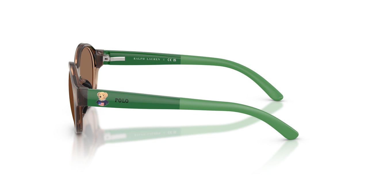 597473 - Tortoise - Dark Brown