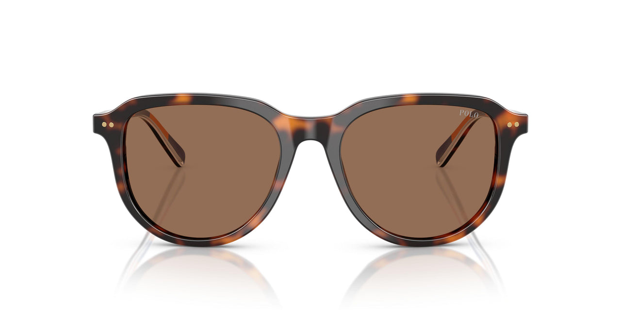 613773 - Tortoise - Dark Brown