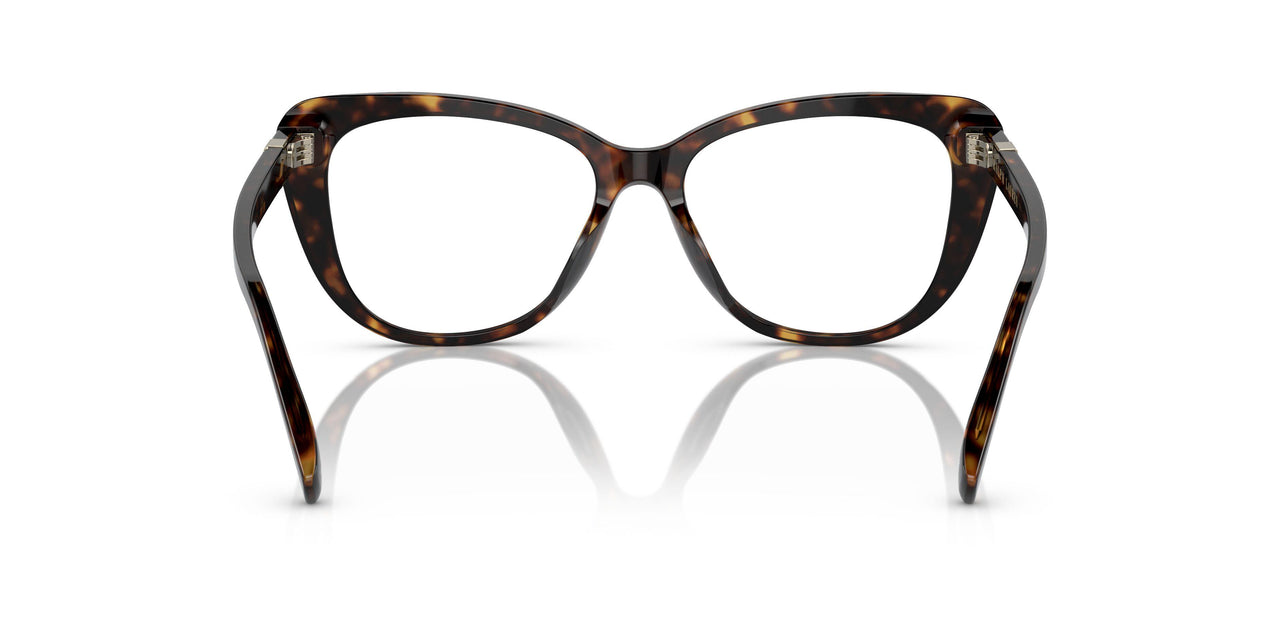 5003 - Tortoise