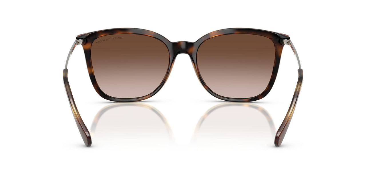 821313 - Tortoise - Brown Gradient Dark Brown