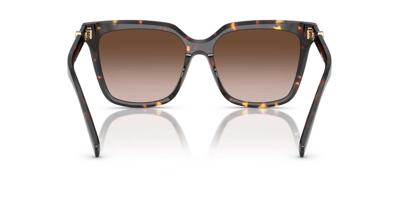 201613 - Tortoise - Brown Gradient