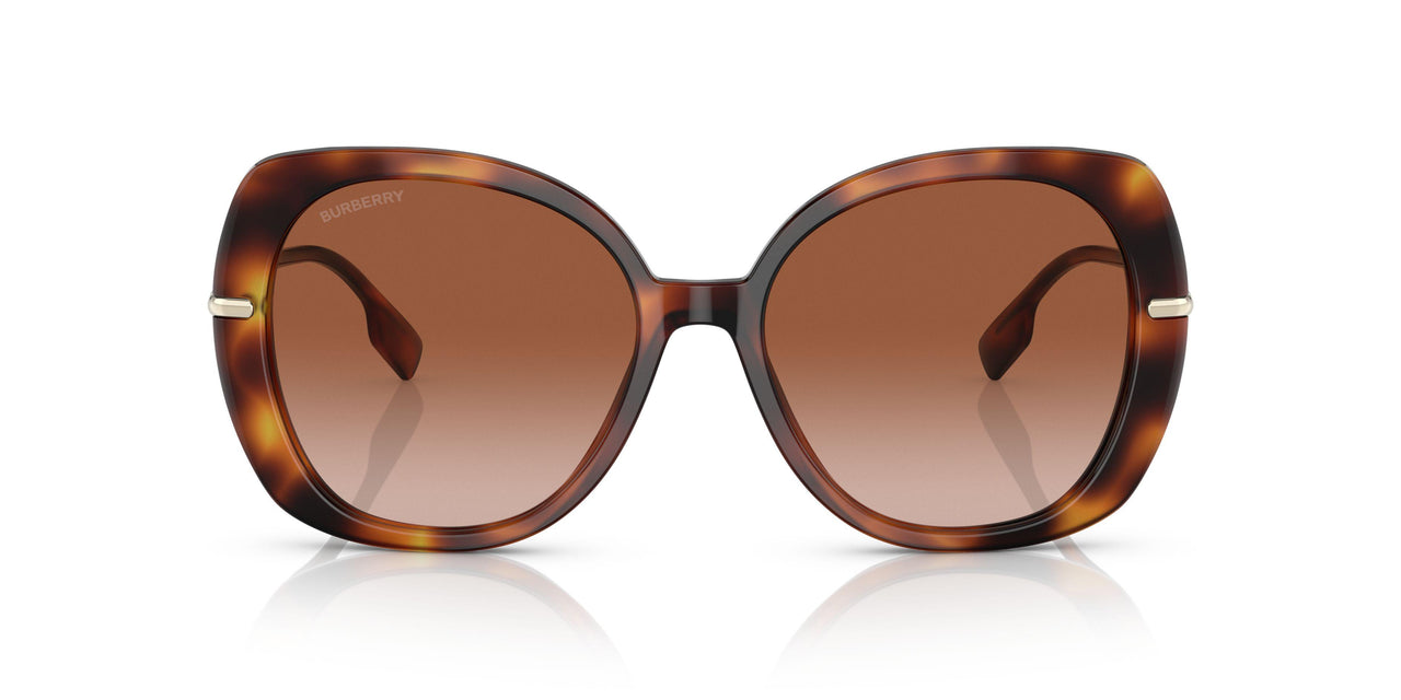331613 - Havana - Brown Gradient