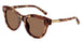 346273 - Tortoise - Dark Brown