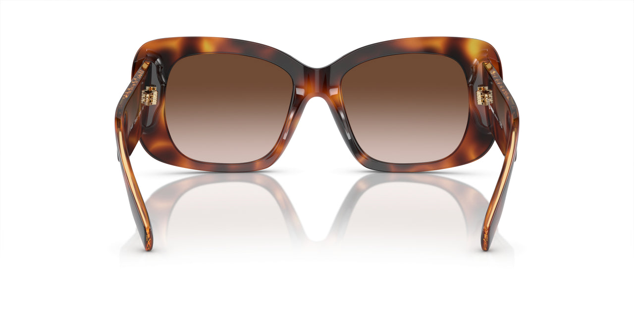 331613 - Tortoise - Brown Gradient