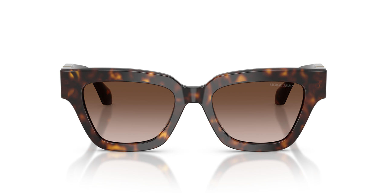 587913 - Tortoise - Gradient Brown