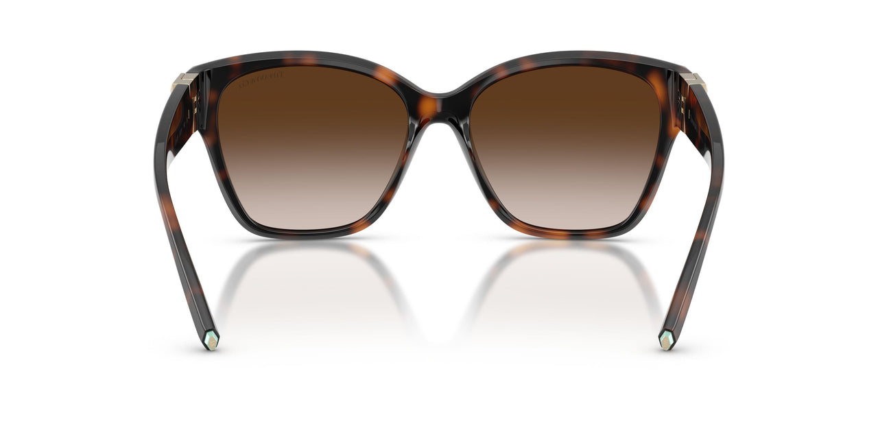 80153B - Tortoise - Brown Gradient