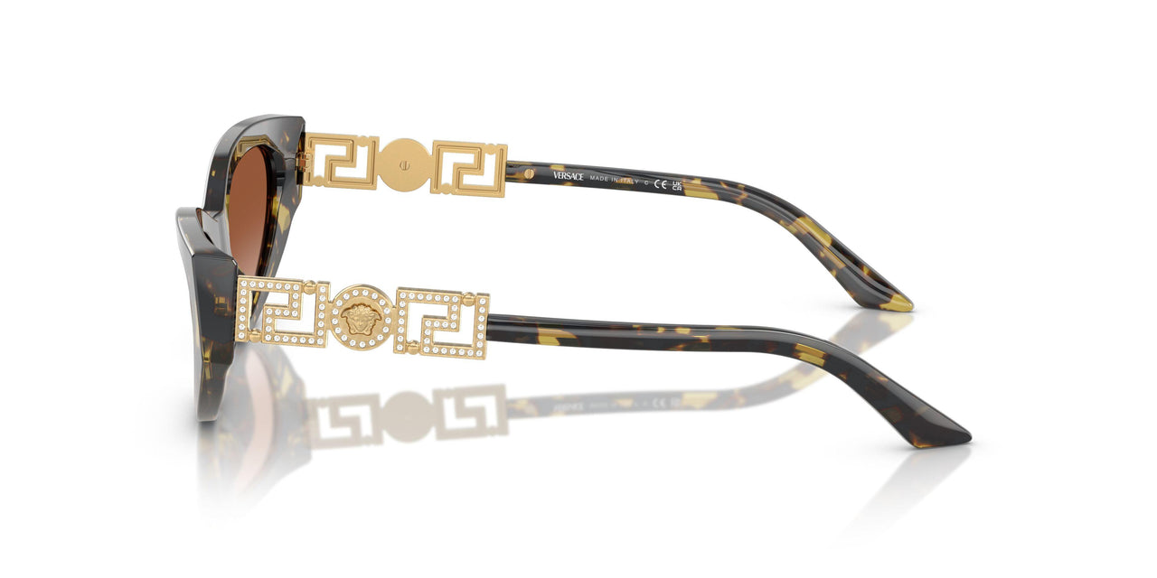 547013 - Tortoise - Brown Gradient